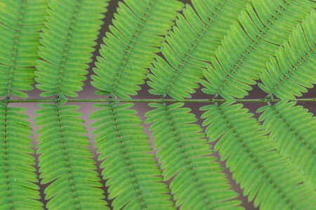 Climbing wattle leaves close up