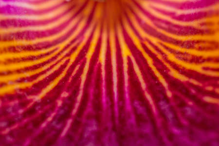 cattleya flower close upの写真素材