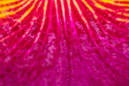 cattleya flower close up