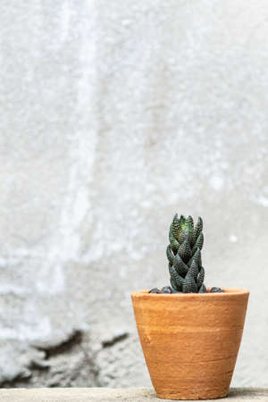 haworthia in a clay pot with cement wall backgroundの写真素材