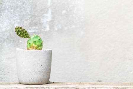 cactus in a cement pot with cement wall backgroundの写真素材