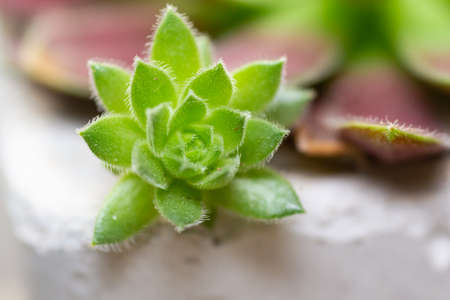 green sempervivum close upの写真素材