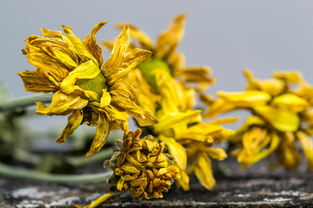 bunch of yellow dried flowers  lay on cement ground.の写真素材
