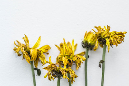 dried yellow flowers on white backgroundの写真素材