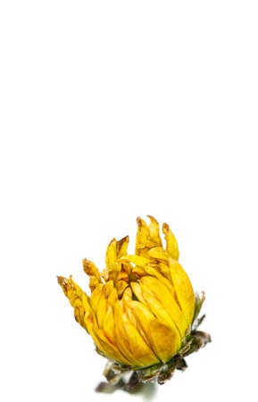 dried yellow flower on white backgroundの写真素材