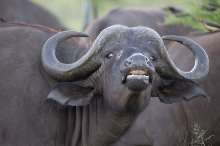 smelling buffalo