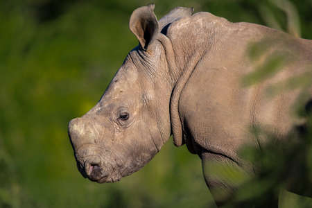 rhinoceros baby portraitの写真素材