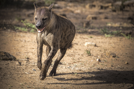 hyena runningの写真素材