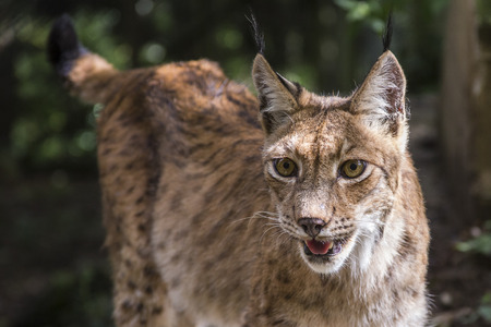 lynx portraitの写真素材