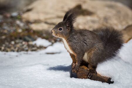 squirrel portrait with snowの写真素材