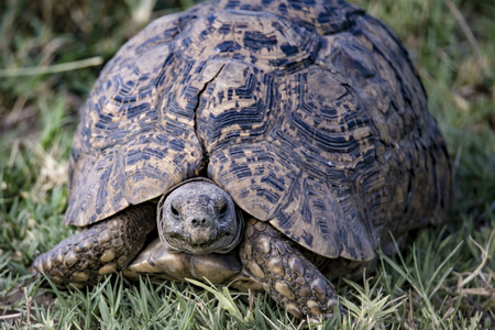 turtle portraitの写真素材