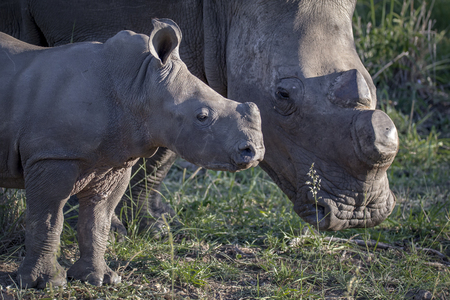 rhinoceros baby with momの写真素材