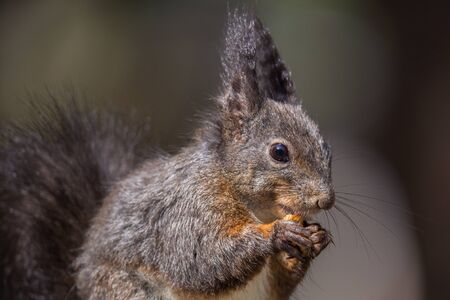 squirrel portraitの写真素材