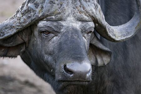 male buffalo portraitの写真素材