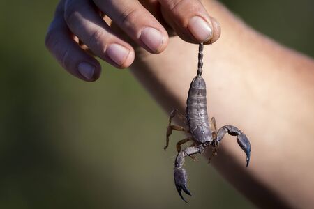 caught scorpionの写真素材