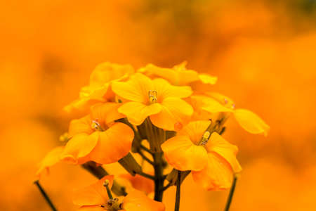 Erysimum cheiriの写真素材