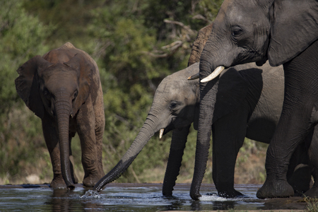 drinking elephantの写真素材
