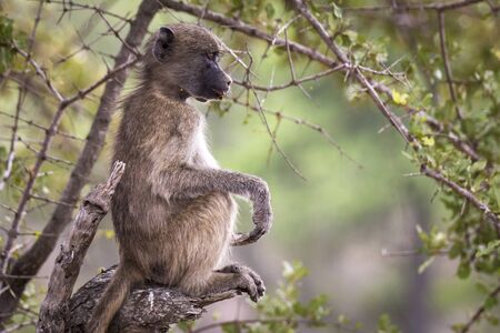 relaxed funny monkeyの写真素材