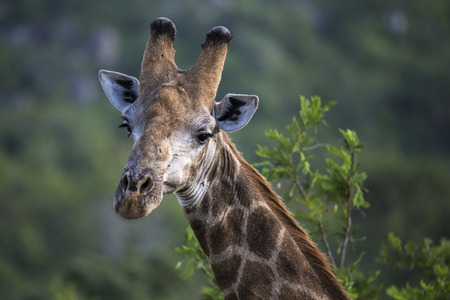 giraffe portraitの写真素材