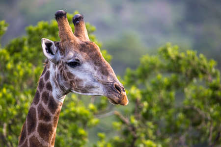 giraffe portraitの写真素材