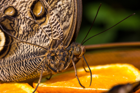 butterfly portraitの写真素材