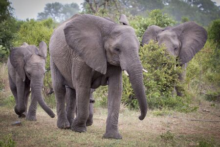 elephant herdの写真素材