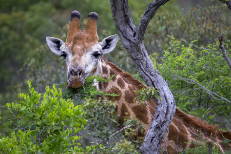 eating giraffeの写真素材