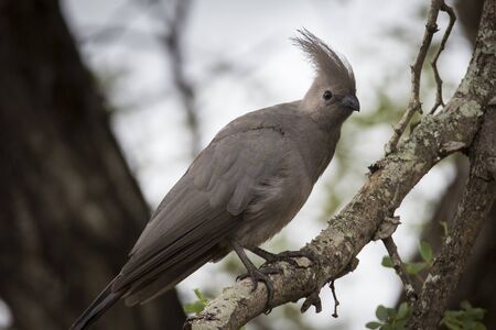 grey go away birdの写真素材
