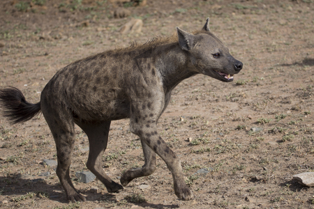 running hyenaの写真素材