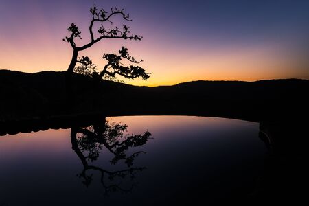 tree reflexionの写真素材