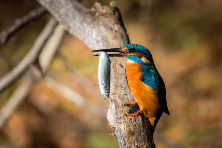 kingfisher eating beautiful color in blue and brownの写真素材