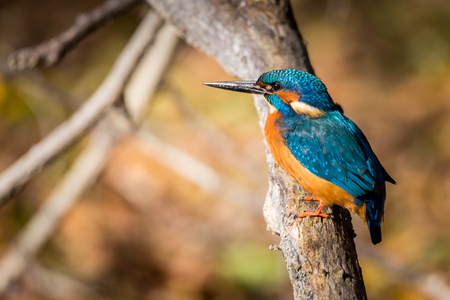 kingfisher eating beautiful color in blue and brownの写真素材