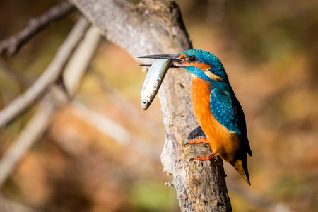kingfisher eating beautiful color in blue and brownの写真素材