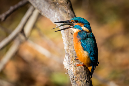 kingfisher eating beautiful color in blue and brownの写真素材