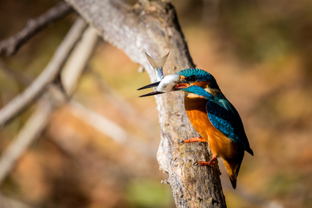 kingfisher eating beautiful color in blue and brownの写真素材