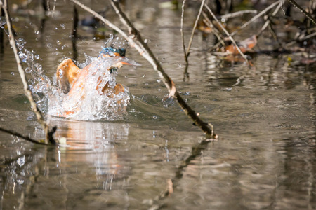 kingfisher eating beautiful color in blue and brownの写真素材