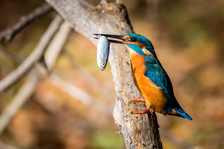 kingfisher eating beautiful color in blue and brownの写真素材