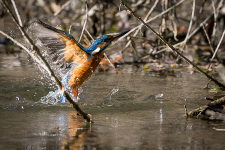 kingfisher eating beautiful color in blue and brownの写真素材