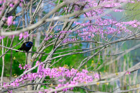 Common Grackle (Quiscalus quiscula) - Ontario, Canadaの写真素材
