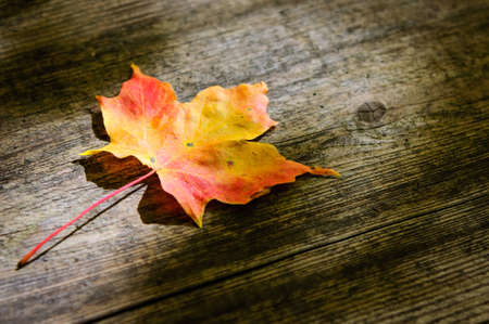 Maple leaf lying on the old wooden plankの写真素材