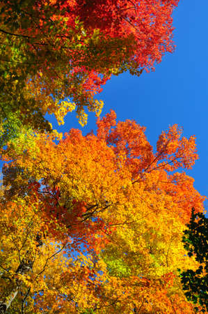 Red, green and yellow maple leavesの写真素材