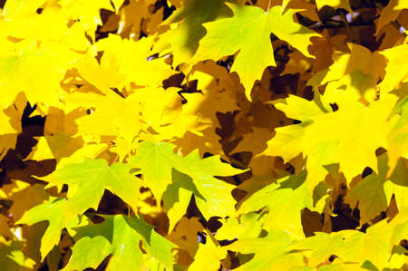 Yellowleaves of maple treeの写真素材