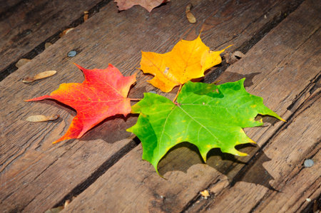 Three maple leaves on the wooden plank