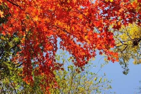 Red maple leavesの写真素材