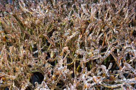 Ice-covered tree branches