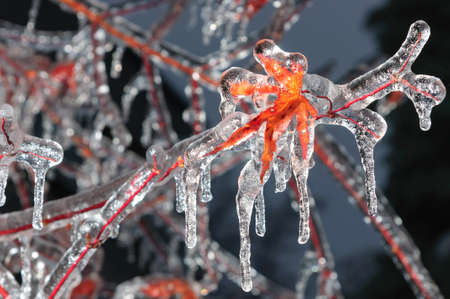 Frozen maple tree branchの写真素材