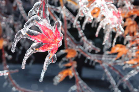 Frozen maple tree branchの写真素材