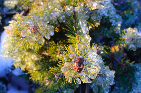Ice covered pine tree