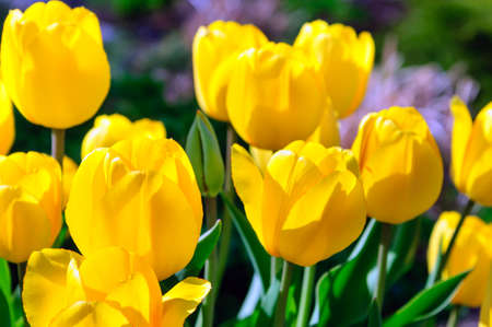 Yellow Tulipsの写真素材