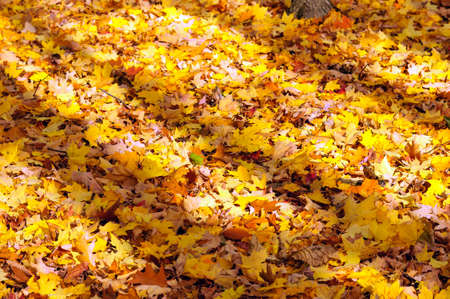 Shadows on yellow maple leavesの写真素材